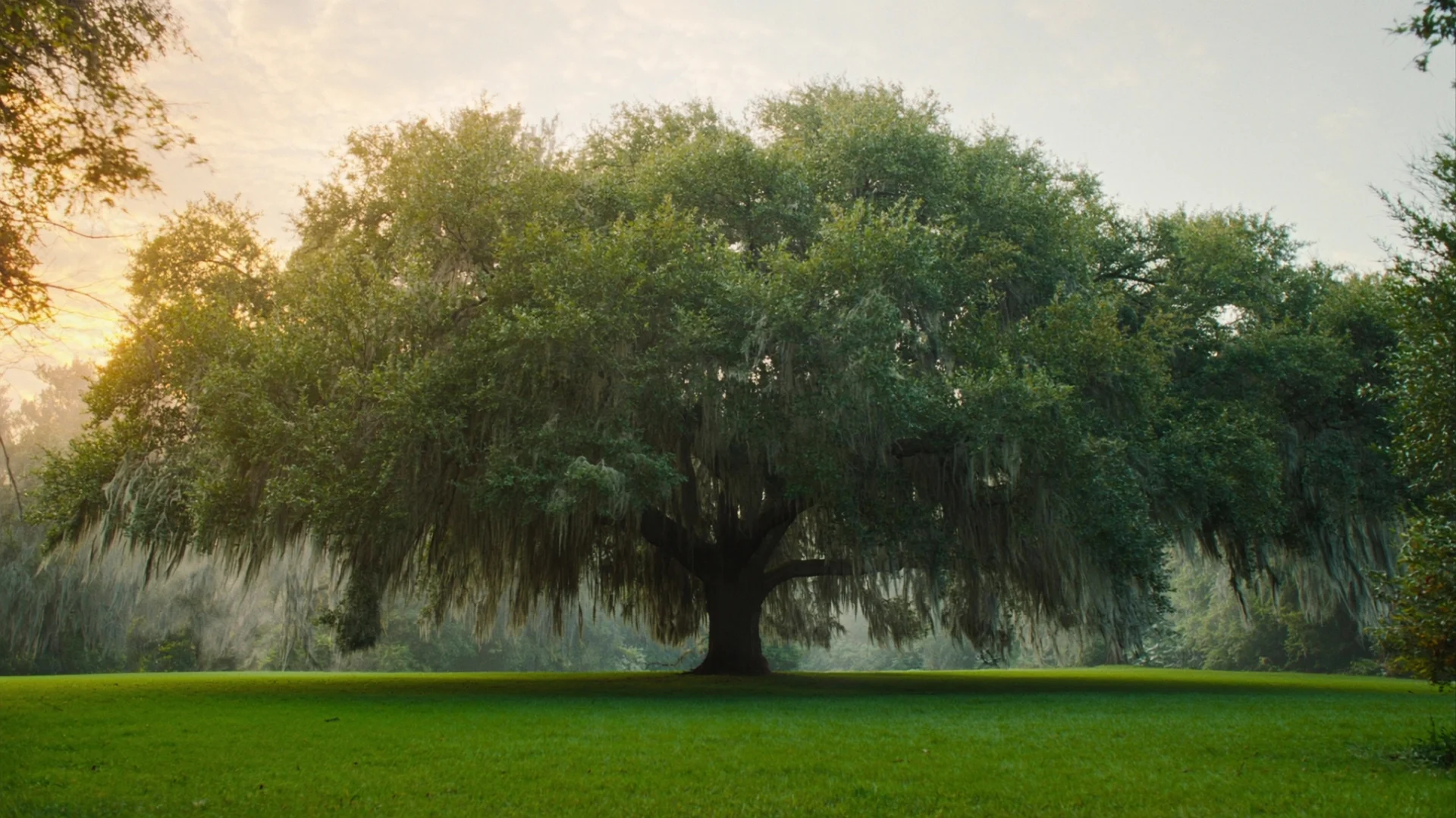 Mature coastal Georgia live oak in a sunlit field, the kind of tree LoyalTree cares for