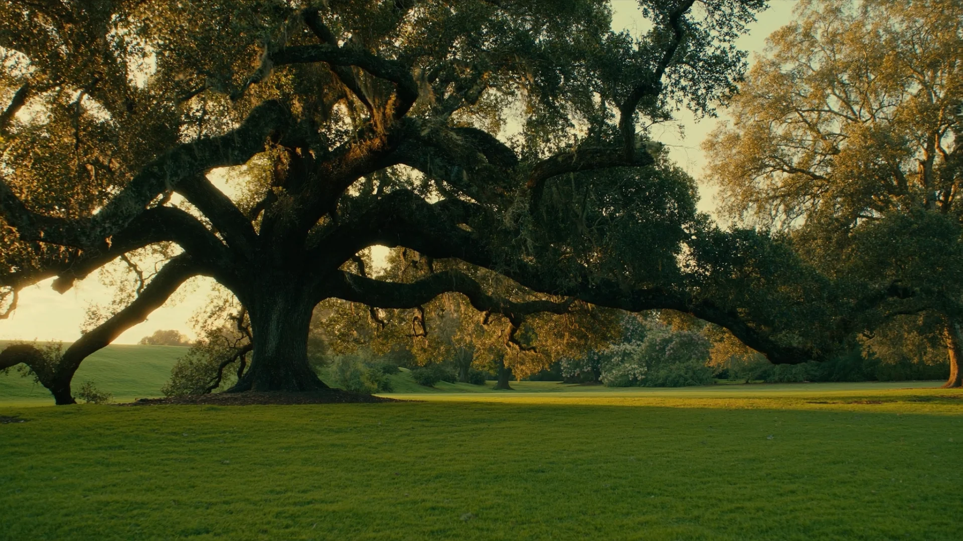 Grand coastal Georgia live oak with a mossy canopy in golden light