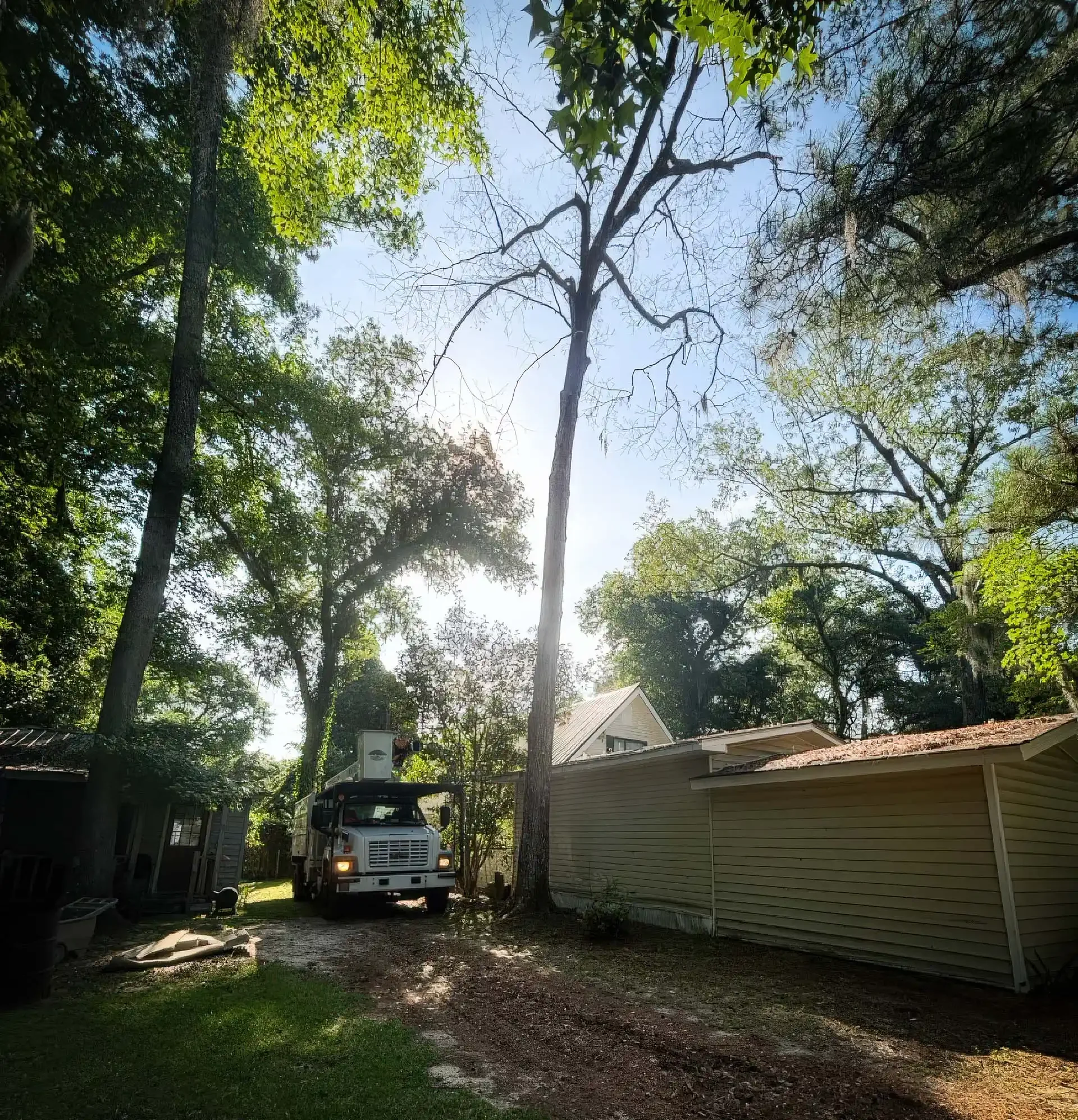 LoyalTree removing a tree beside a coastal Georgia home and driveway