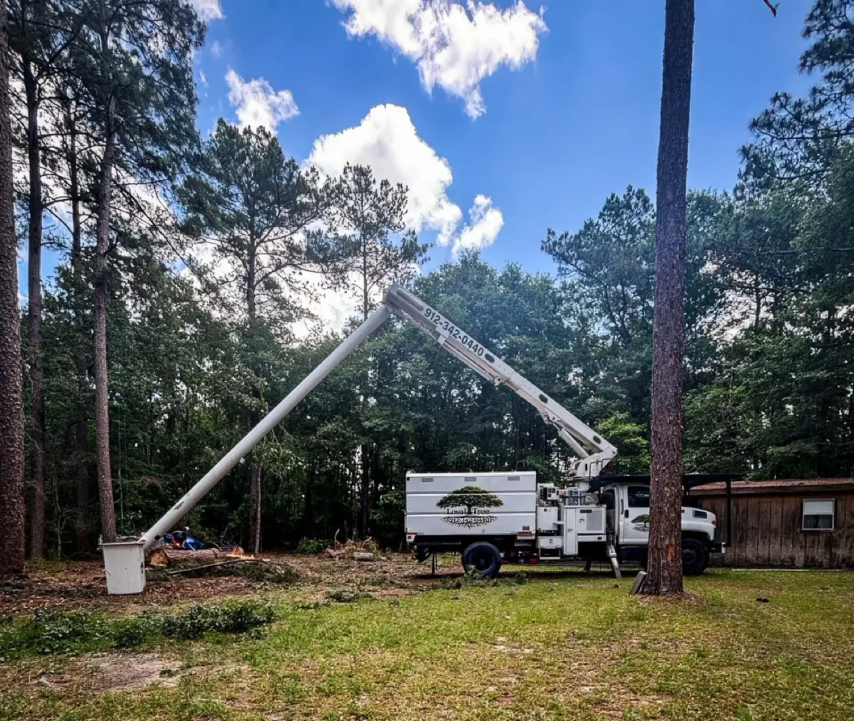 LoyalTree crane lifting sections during a tall pine removal on a coastal Georgia property