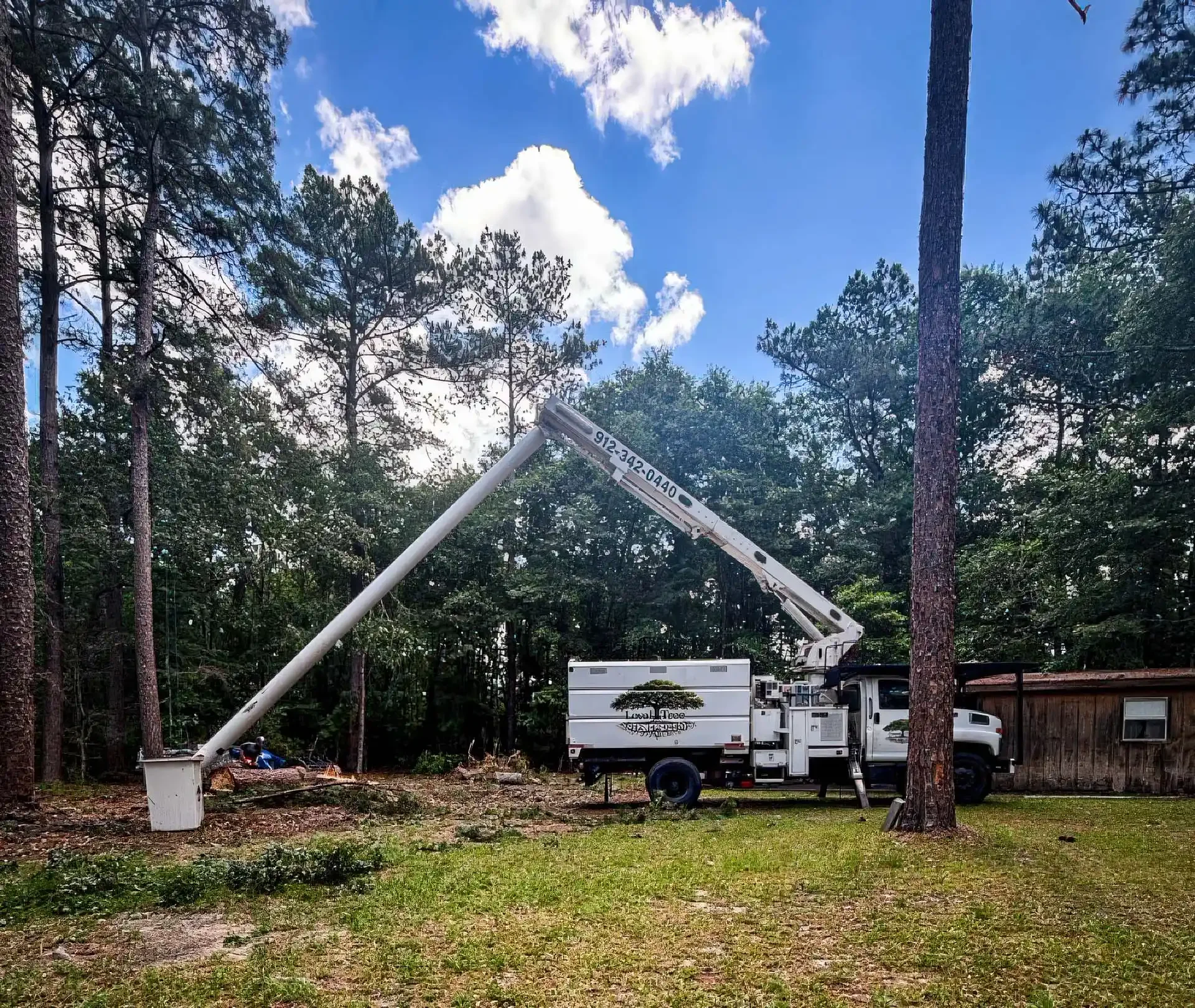 LoyalTree crane lifting sections during a tall pine removal on a coastal Georgia property