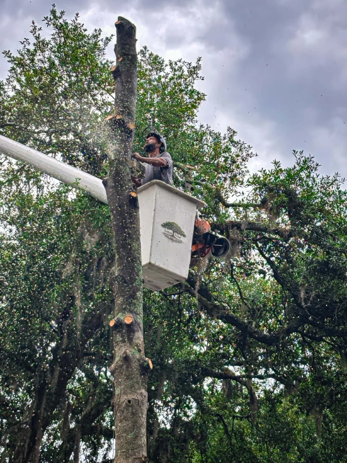 LoyalTree owner Michael Williams working from the bucket truck high in a tree