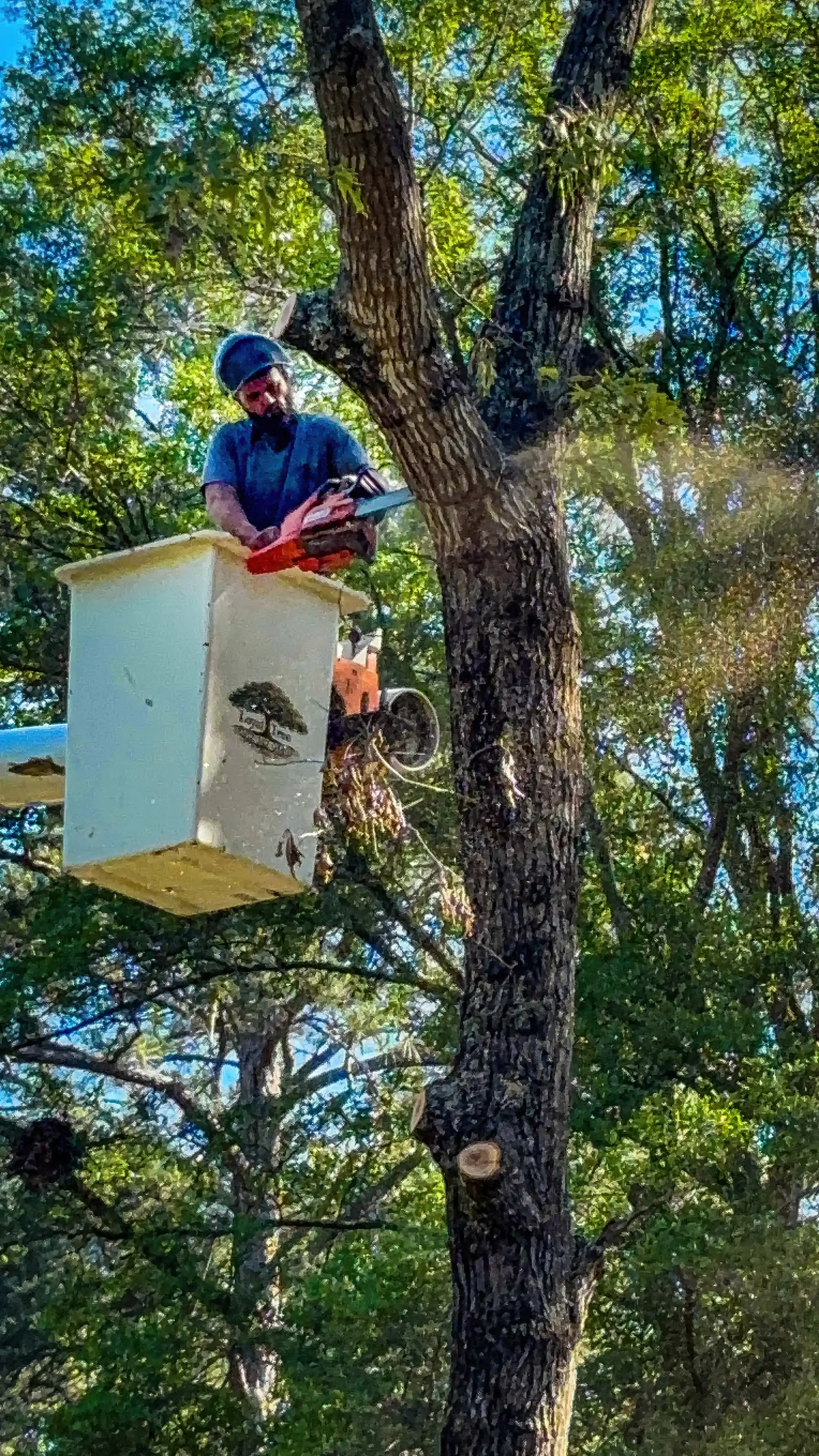 Large tree beside a coastal Georgia home assessed for removal by LoyalTree