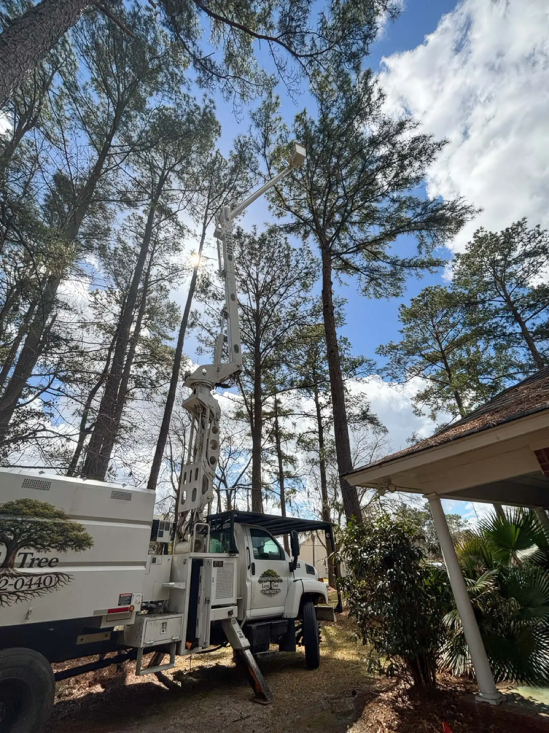 LoyalTree pruning a Spanish moss-draped oak on a coastal Georgia property