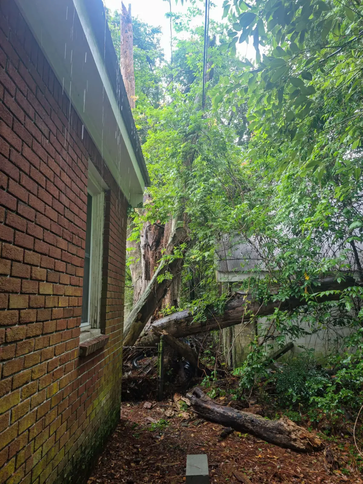 Large tree trunk with a fresh cut during a LoyalTree removal in coastal Georgia