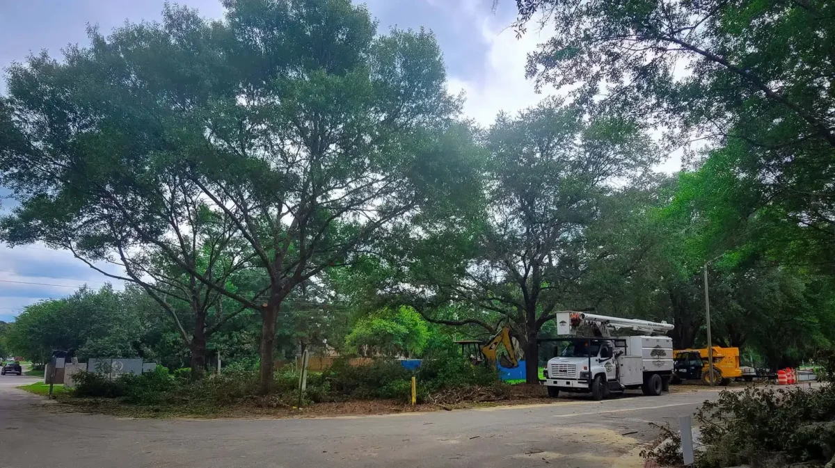 LoyalTree trimming and pruning trees on a Savannah-area property