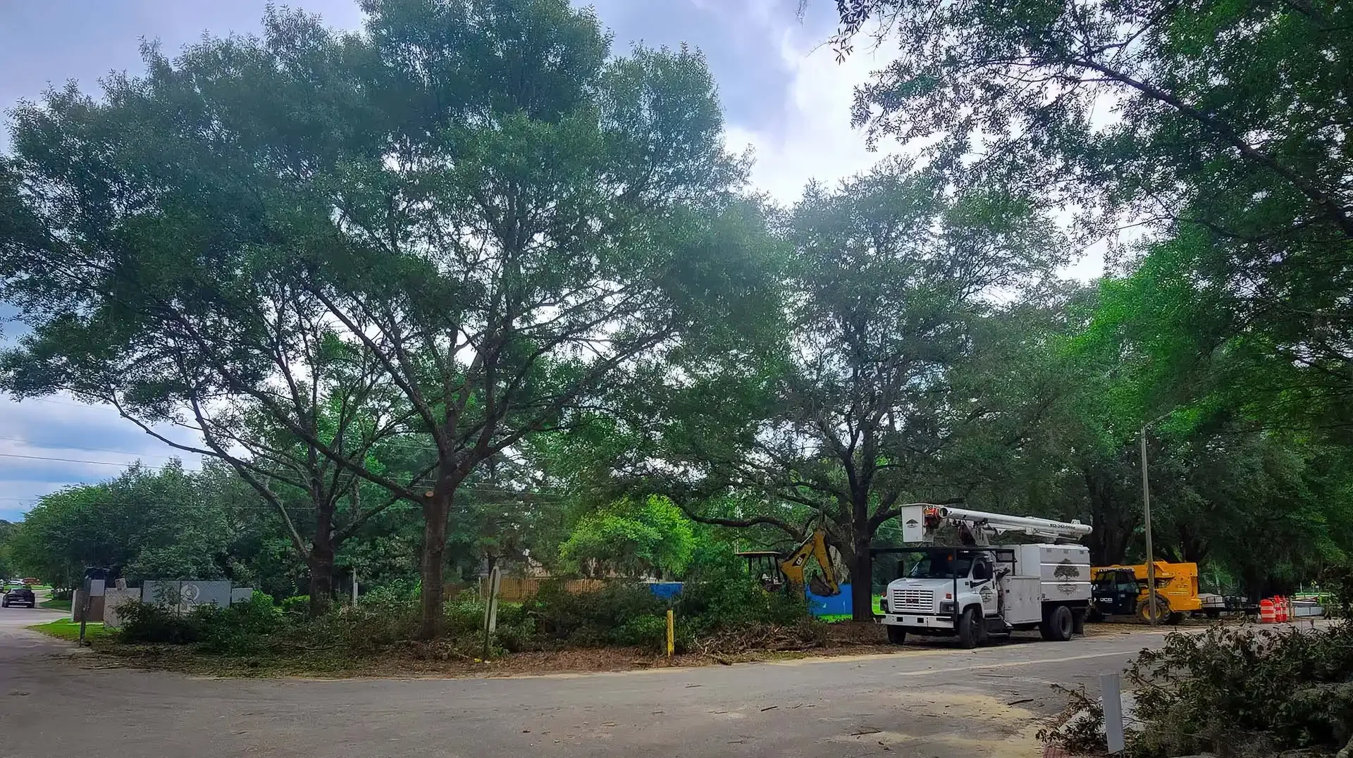 LoyalTree trimming and pruning trees on a Savannah-area property