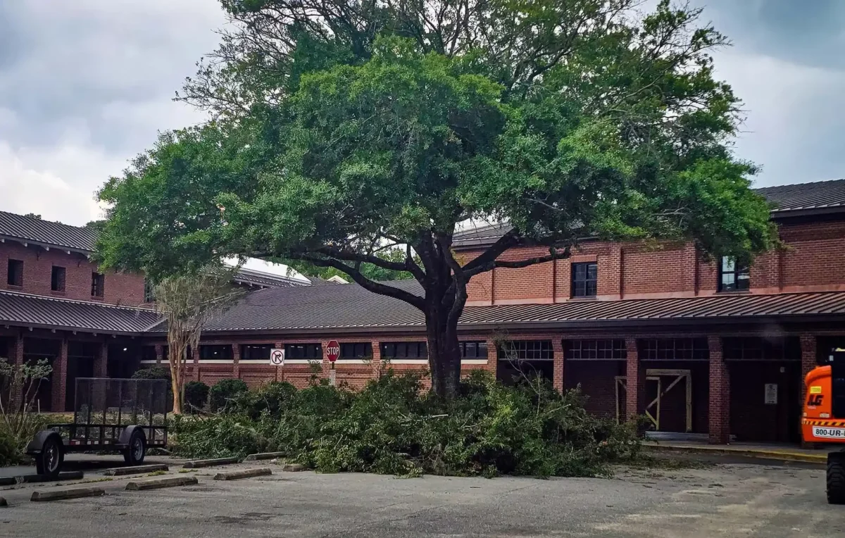 LoyalTree tree removal underway in the coastal Georgia Lowcountry