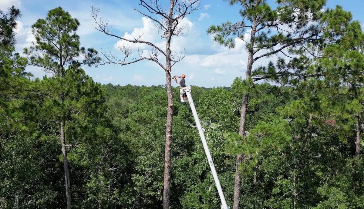 LoyalTree owner Michael Williams working from the bucket truck high in a tall pine