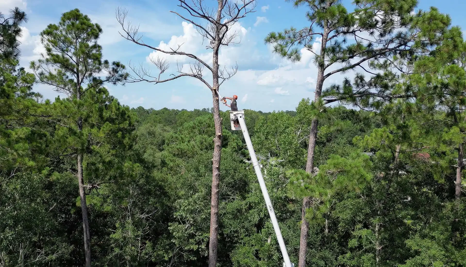 LoyalTree owner Michael Williams trimming high in a tall pine from the bucket truck
