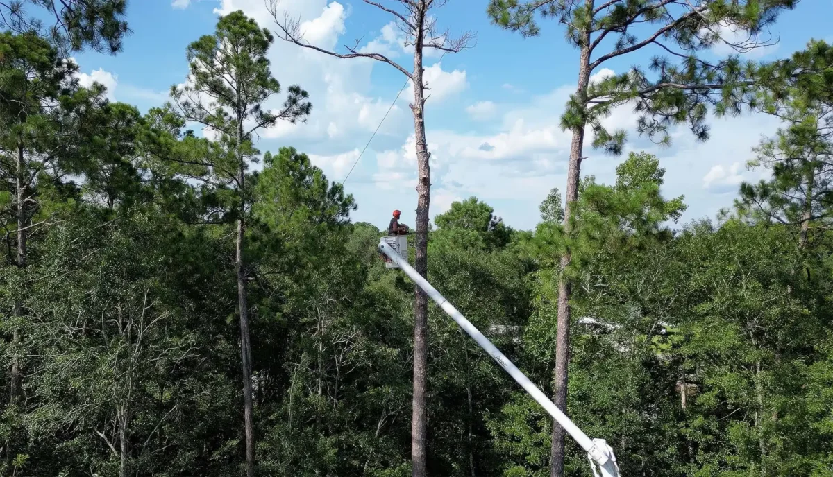 LoyalTree tree removal on a coastal Georgia property