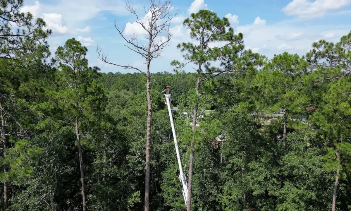 LoyalTree tree-service crew working on a coastal Georgia property