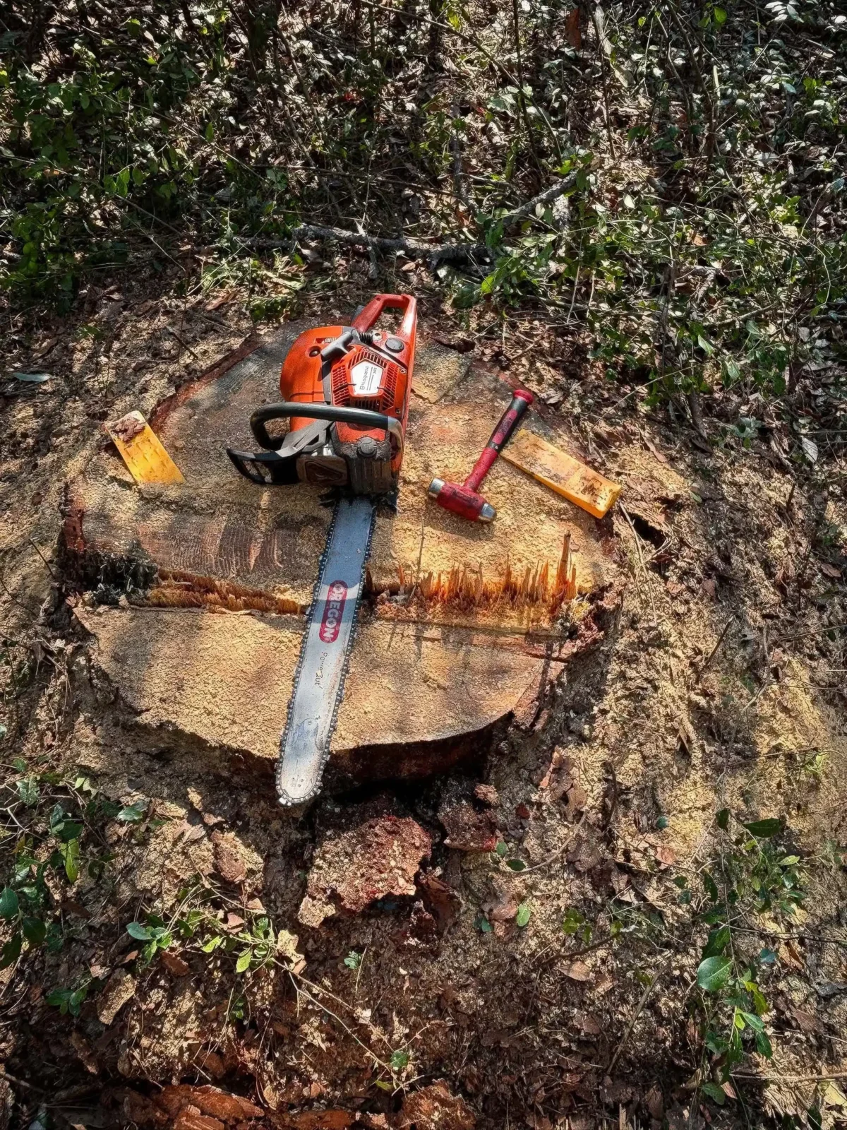 Chainsaw resting on a freshly cut stump during a LoyalTree tree removal
