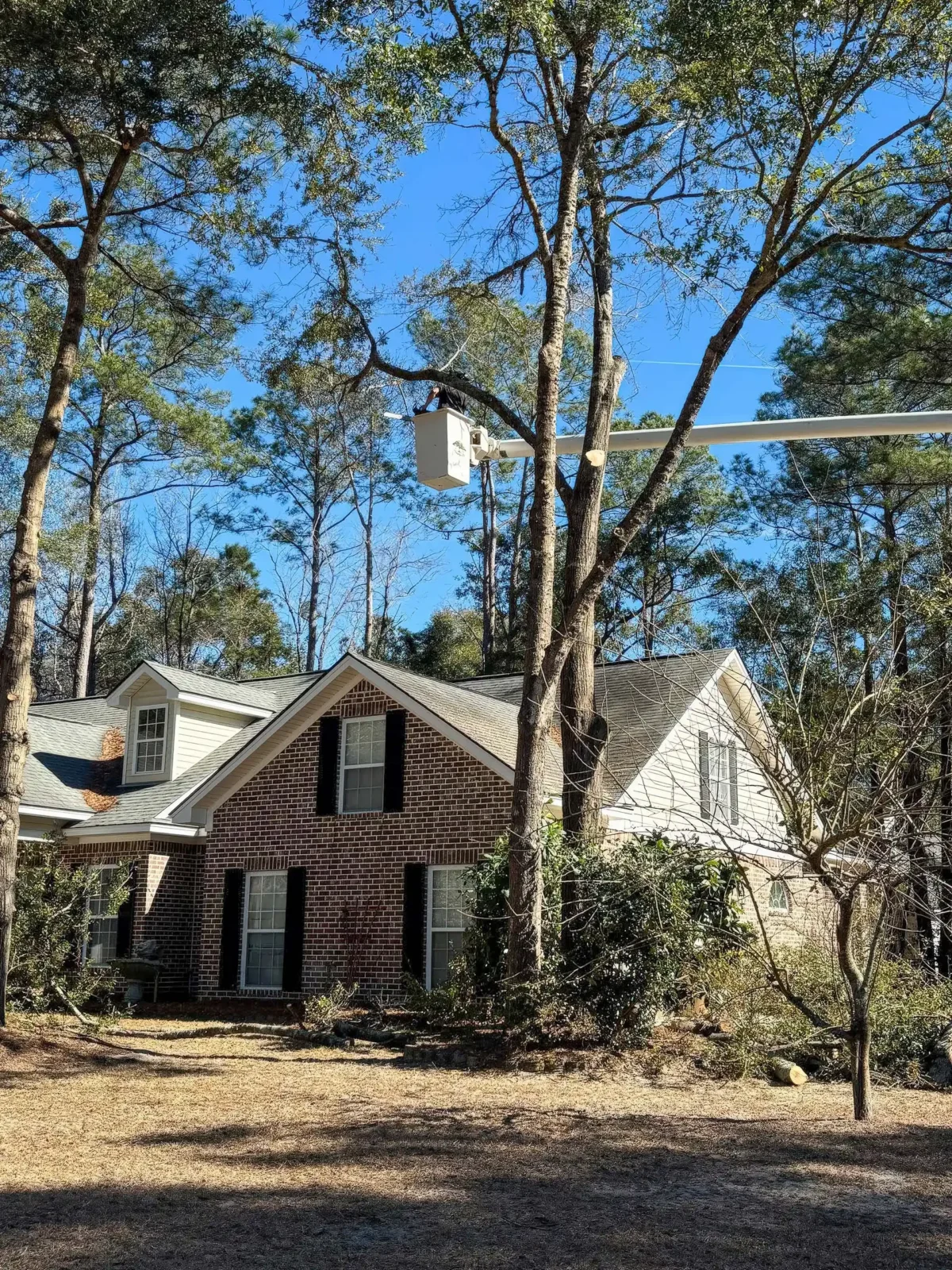 Tall pines surrounding a brick coastal Georgia home evaluated for tree care by LoyalTree