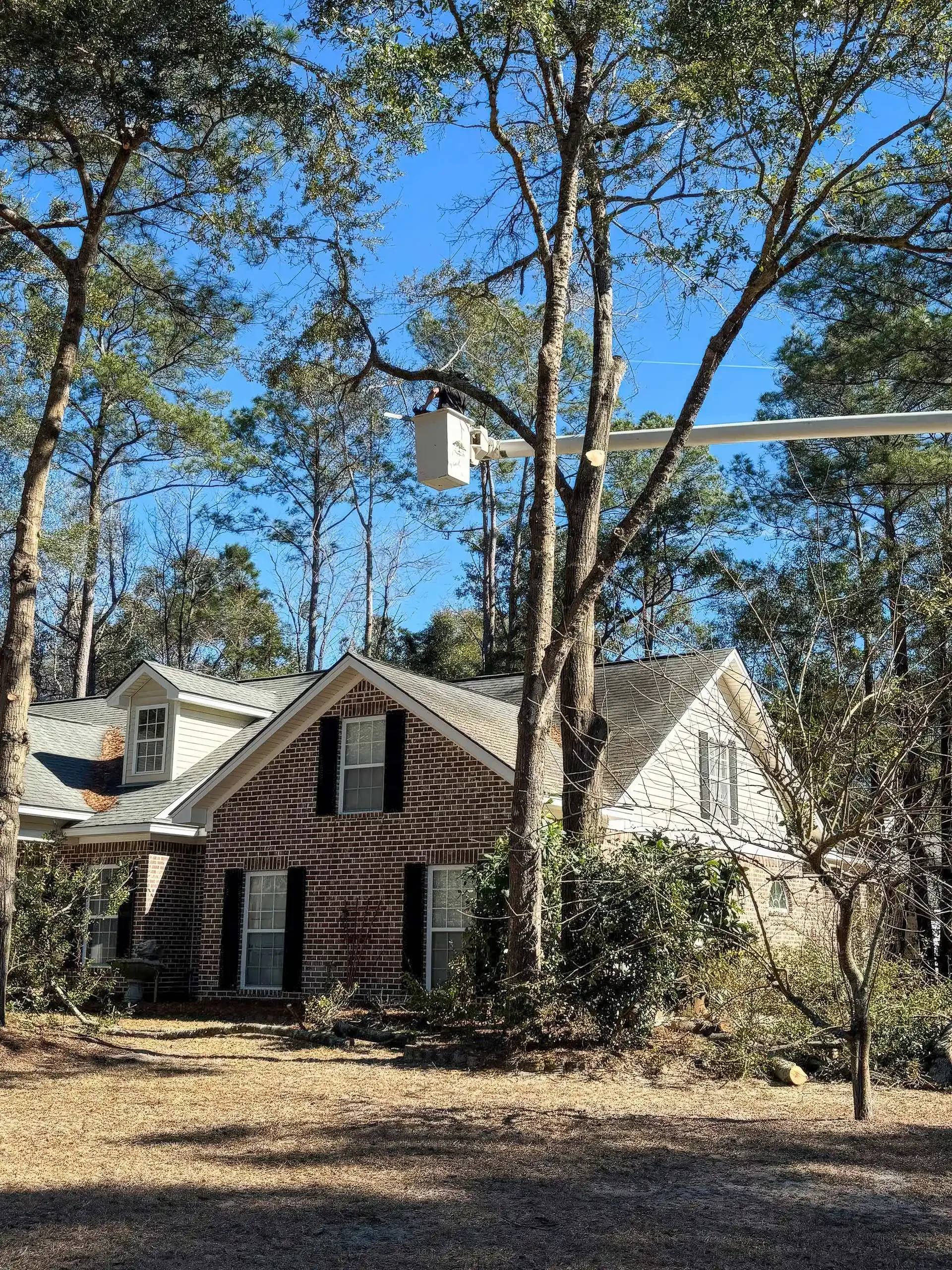 Tall pines surrounding a brick coastal Georgia home evaluated for tree care by LoyalTree