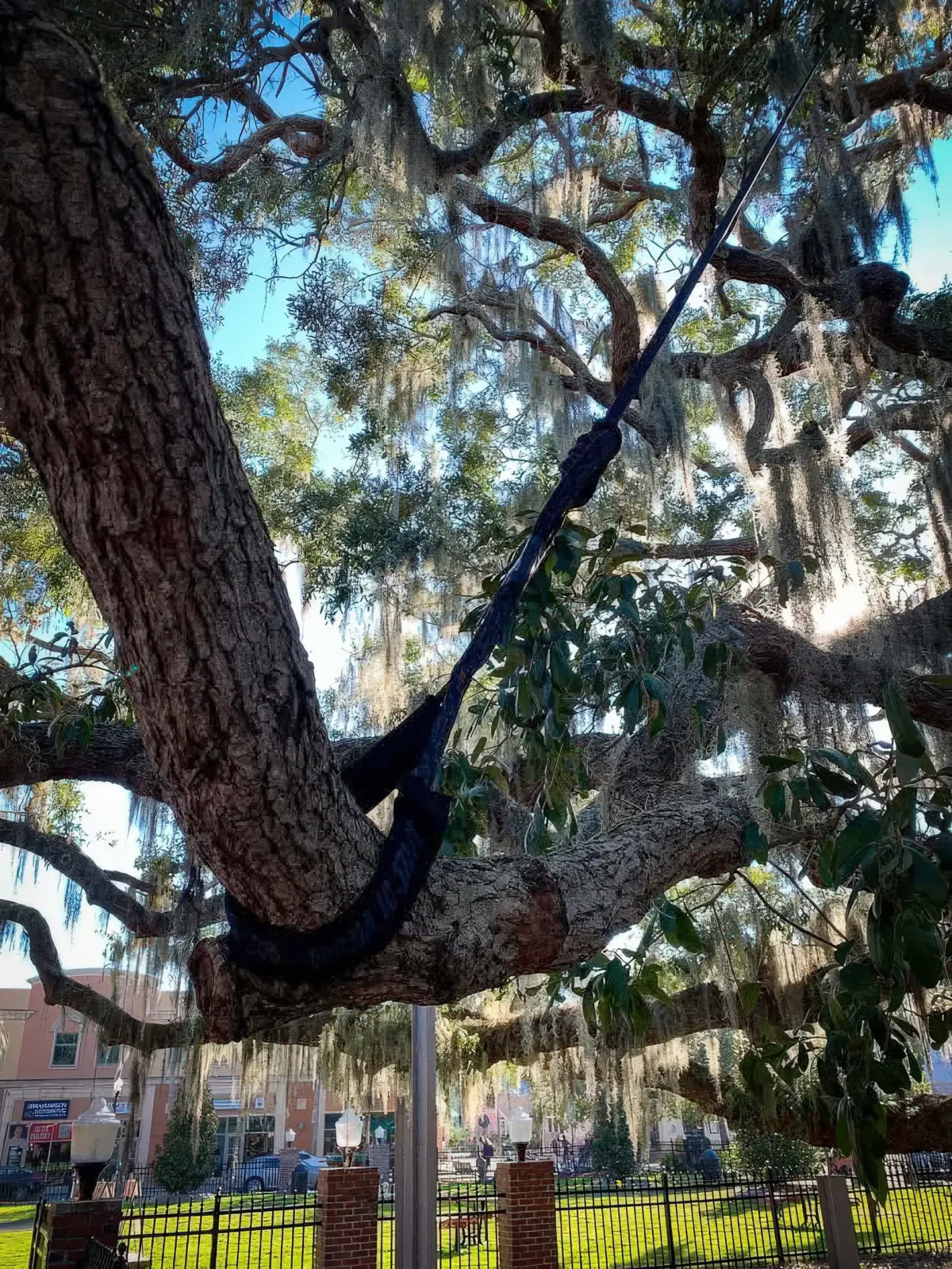 LoyalTree climber pruning high in a Spanish moss-draped live oak