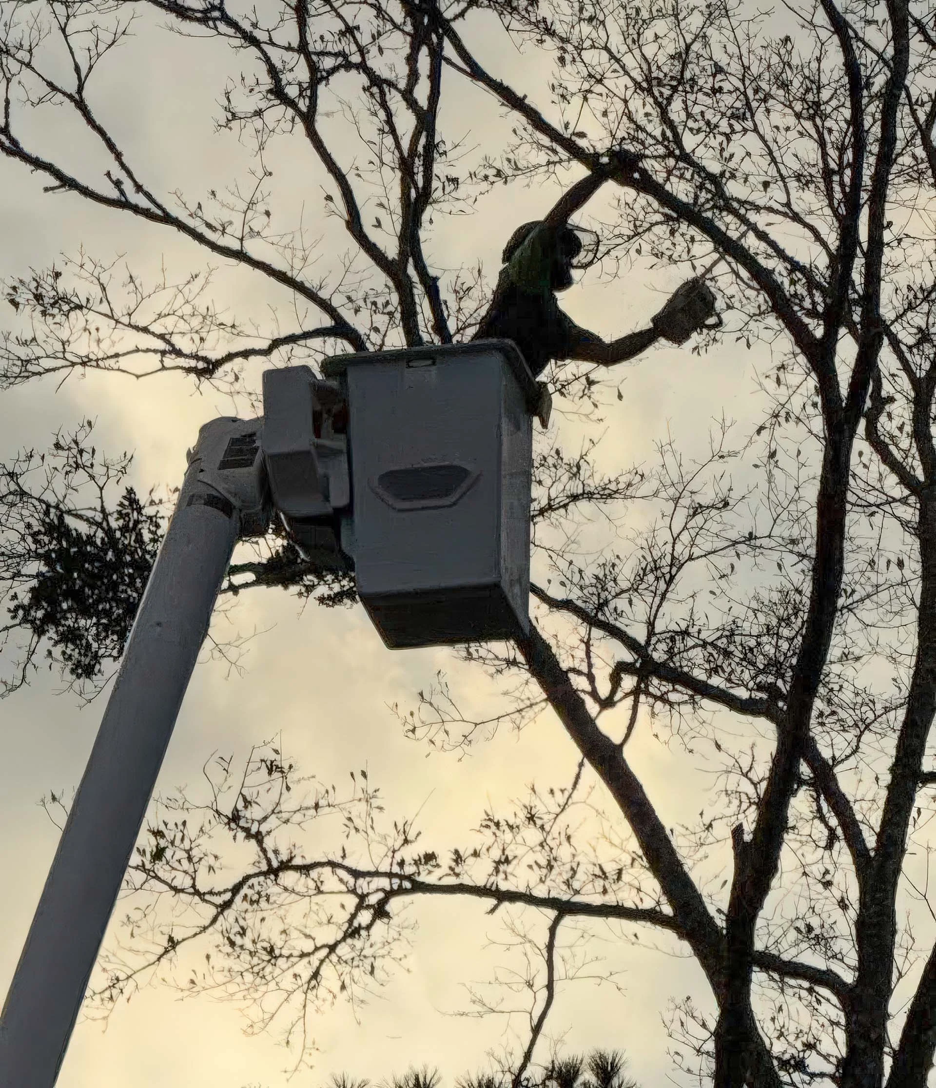 LoyalTree owner Michael Williams in the bucket truck pruning a tall tree
