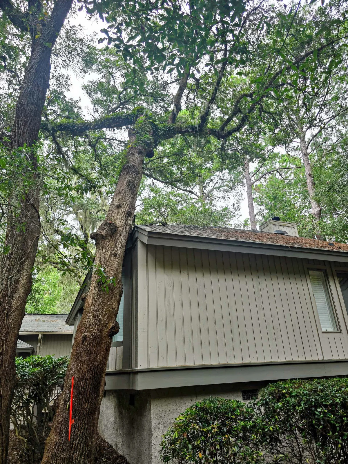 Tall pines towering over a coastal Georgia home assessed for tree care by LoyalTree