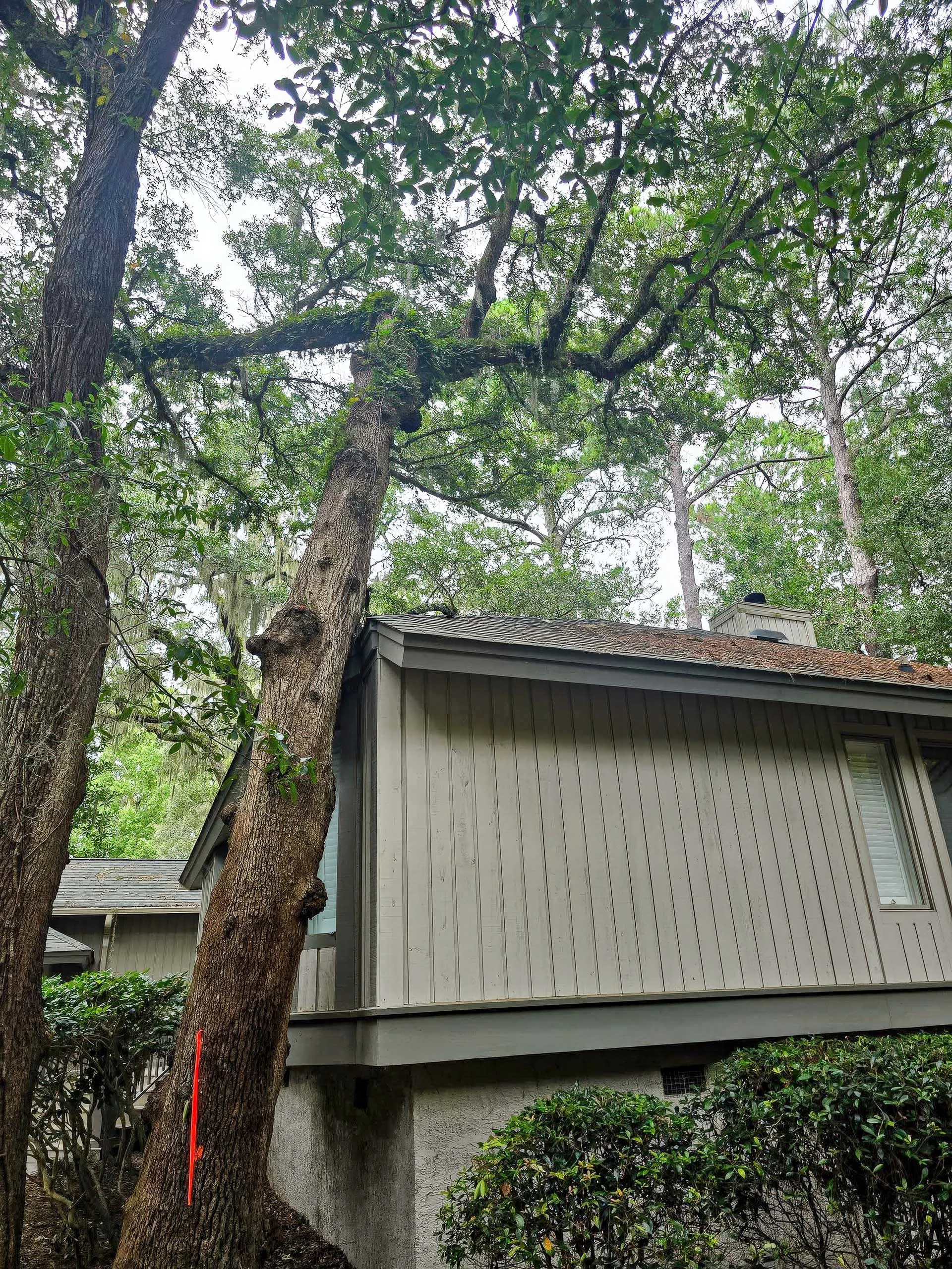 Tall pines towering over a coastal Georgia home assessed for tree care by LoyalTree