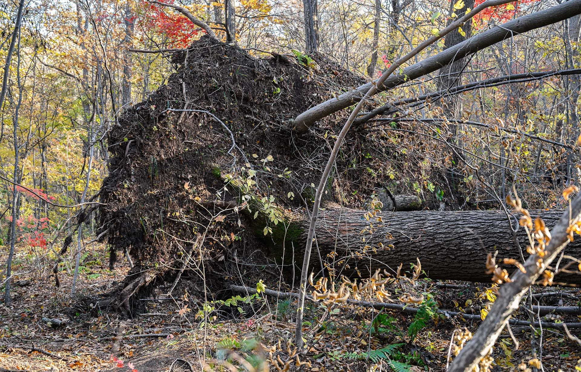 Uprooted tree with its full root ball pulled from the ground after a storm in coastal Georgia