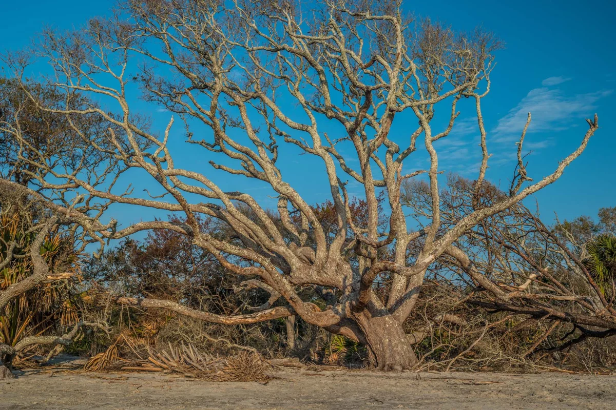 Bare, leafless oak canopy against a blue sky, a tree showing signs of decline