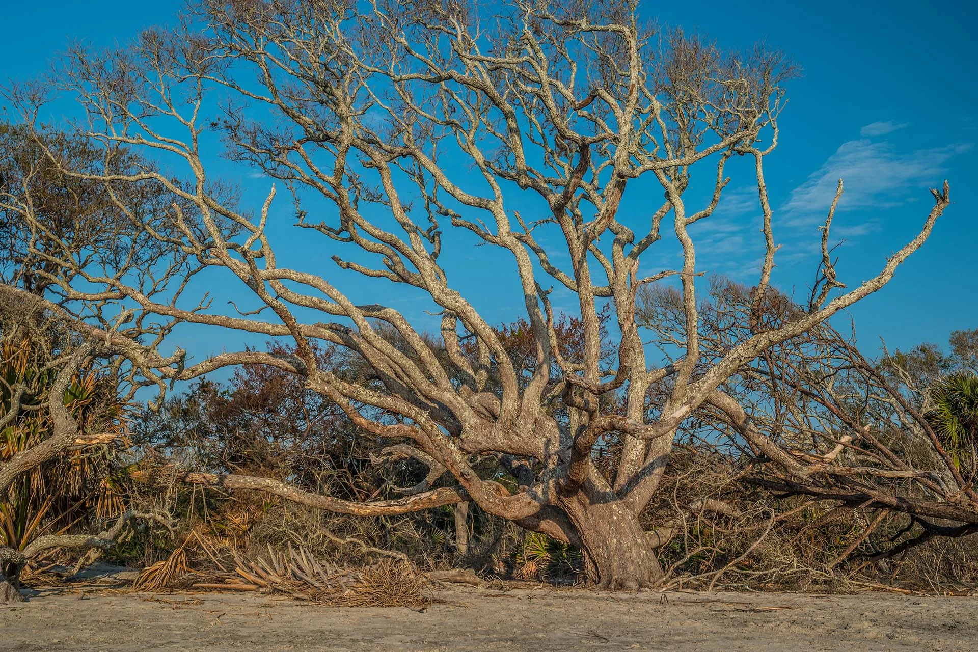 Bare, leafless oak canopy against a blue sky, a tree showing signs of decline